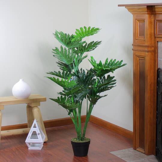 4.1ft. Potted Philodendron Hope Plant